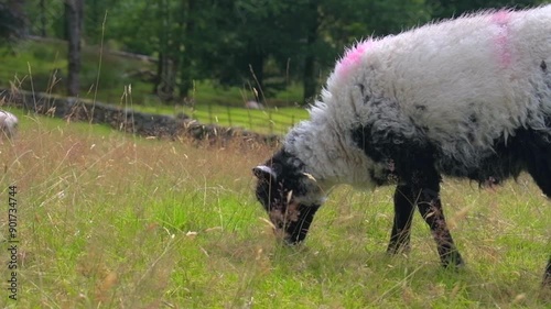 Peaceful sheep grazing gently in a field in the Lake District