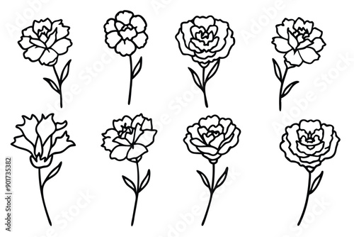 Carnation flower line art illustration