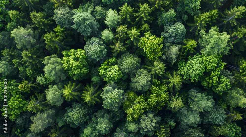 Lush Green Forest Canopy Captured From Above During Bright Sunny Day. Generative AI Lush Green Forest Canopy Captured From Above During Bright Sunny Day. Generative AI