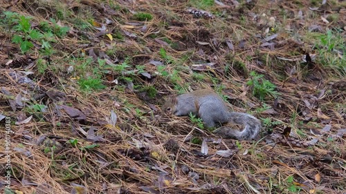 gray squirrel running on undergrowth of pine needles at Pellerina Park Turin Italy. High quality 4k footage photo