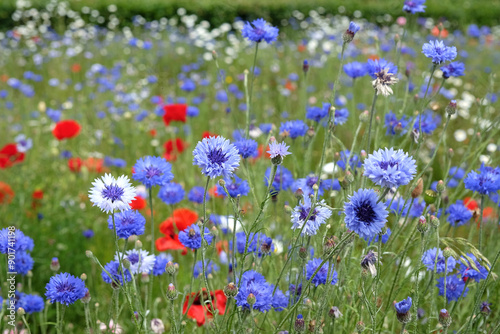 Centaurea cyanus, Blue Bachelor’s Button cornflower in flower.