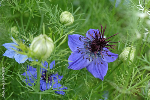 Dark blue Nigella hispanica, love in a mist, ‘Midnight’ in flower. photo