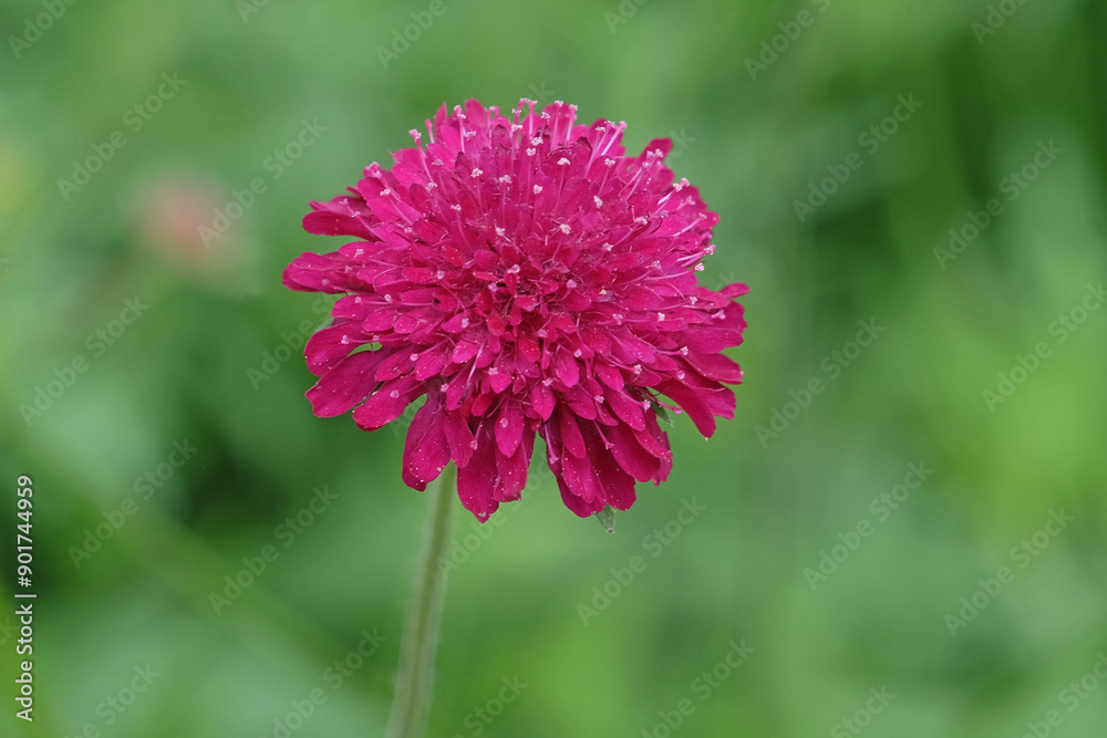 Obraz premium Knautia macedonica or Macedonian Scabious ‘Red Knight’ in flower.