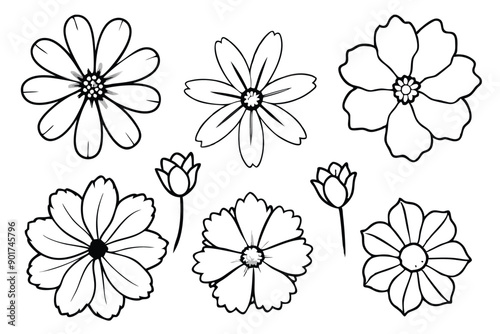 Cosmos flower line art illustration