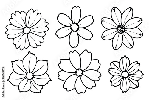 Cosmos flower line art illustration