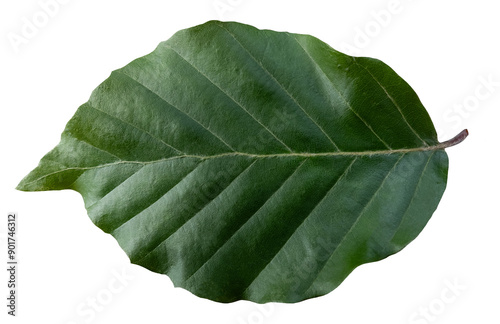 Dark green beech tree leaf, isolated image on transparent background