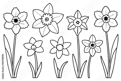 Daffodil flower line art illustration