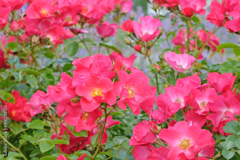 Pink bushy shrub rose, rosa ‘Jactoose Wild Thing’ in flower. Pink bushy shrub rose, rosa ‘Jactoose Wild Thing’ in flower.
