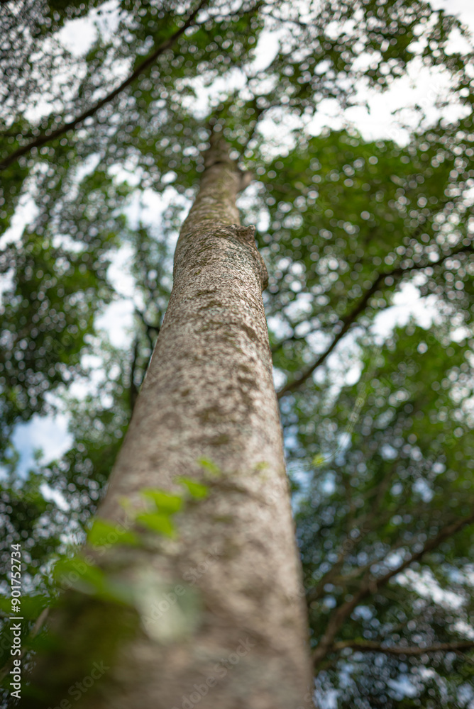 Obraz premium Towering trees in the forest