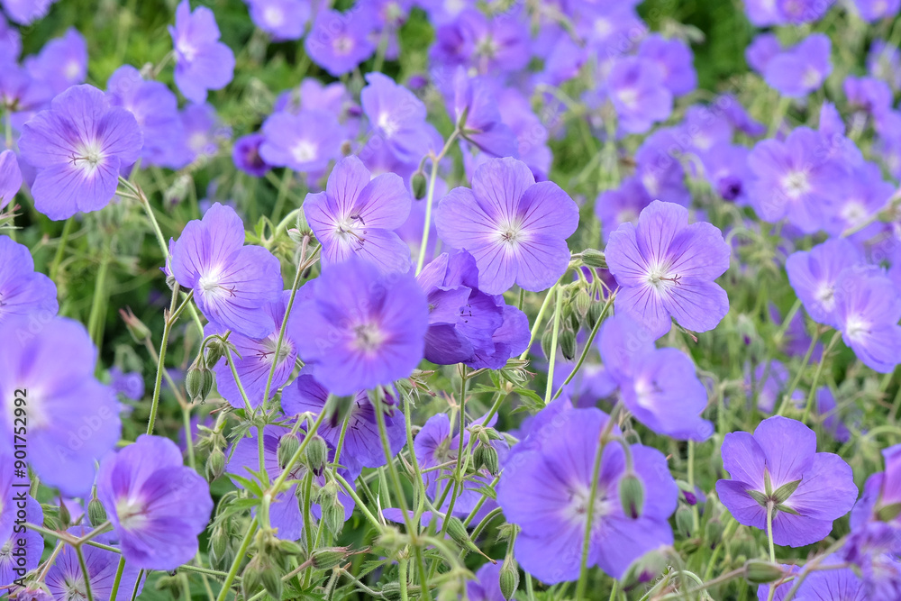 Purple hardy geranium cranesbill ‘Orion’ in flower. Purple hardy geranium cranesbill ‘Orion’ in flower.