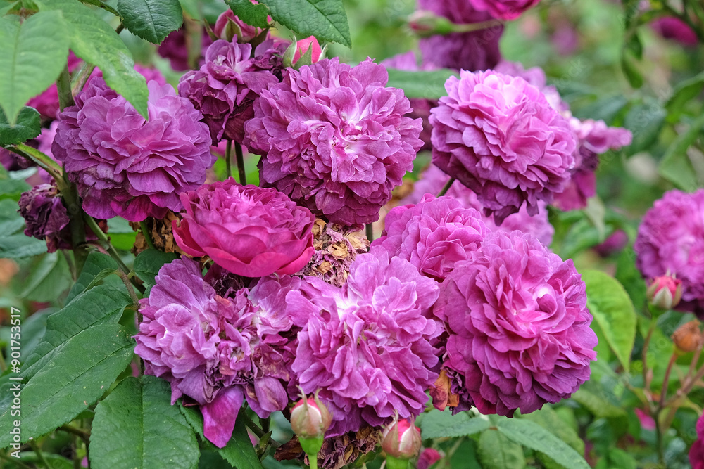 Purple Floribunda bush rose, rosa ‘Cardinal de Richelieu’ in flower. Purple Floribunda bush rose, rosa ‘Cardinal de Richelieu’ in flower.