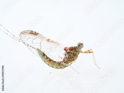Pond Olive Mayfly in a white background. Cloen dipterum 