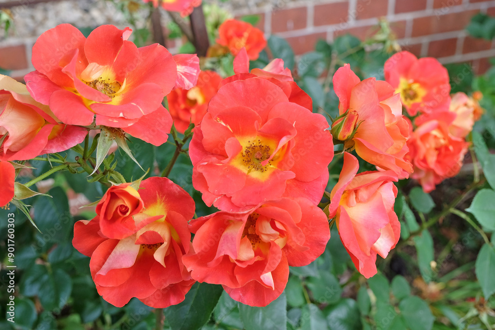 Red and yellow double floribunda rose, rosa ‘Bright and Breezy’ in flower. Red and yellow double floribunda rose, rosa ‘Bright and Breezy’ in flower.