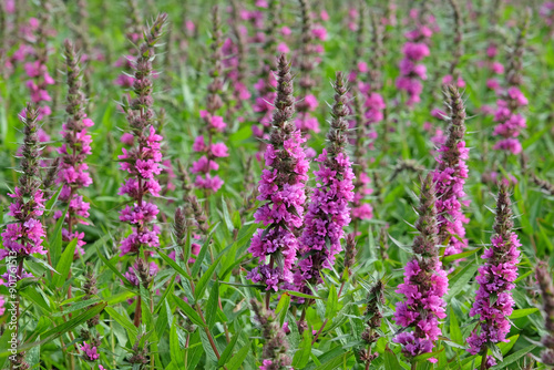 Lythrum salicaria, purple loosestrife ‘Robin’ in flower.