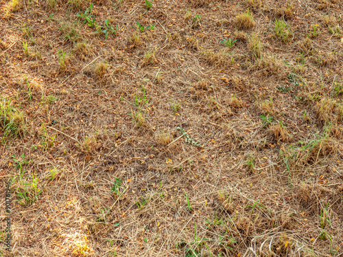 Dry mown grass on the ground top view