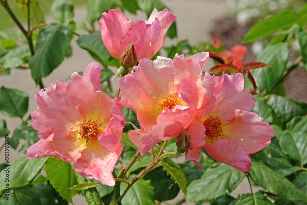 Coral pink shrub rose, rosa ‘Morning Mist’ in flower. Coral pink shrub rose, rosa ‘Morning Mist’ in flower.