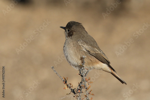 A Familiar chat (Cercomela familiaris) perched on top of a branch in the Kalahari