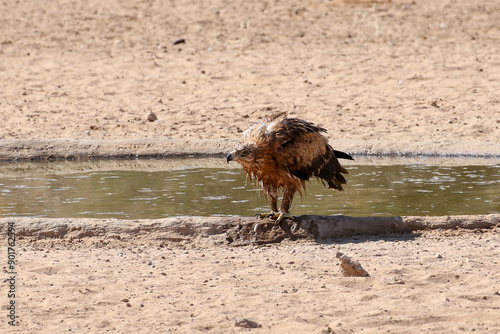 Fényképezés A bedraggled Tawny Eagle (Aquila rapens) after taking a bath in the Kgalagadi Reserve, South Africa
