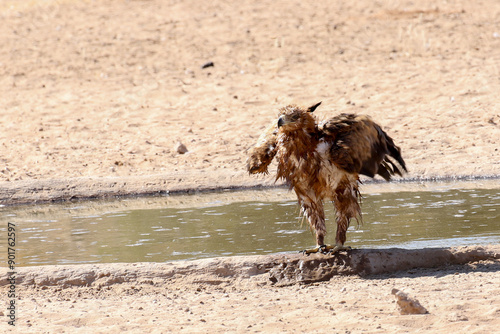 Bild auf Leinwand A bedraggled Tawny Eagle (Aquila rapens) after taking a bath in the Kgalagadi Reserve, South Africa