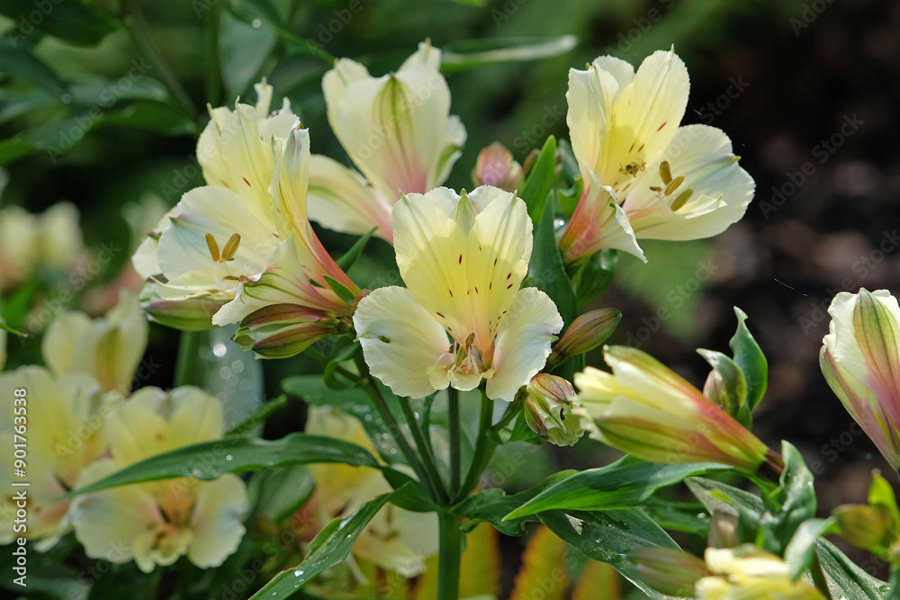 Yellow cream Peruvian lily Alstroemeria ‘Summer Snow’ in flower. Yellow cream Peruvian lily Alstroemeria ‘Summer Snow’ in flower.