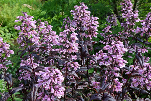 Lilac Pink and white Penstemon digitalis ‘Dakota Burgundy’ in flower.