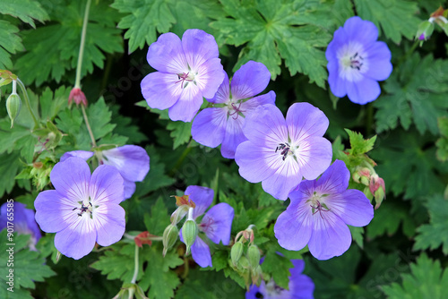 Purple and white Hardy Geranium Cranesbill ‘Rozanne’ in flower.