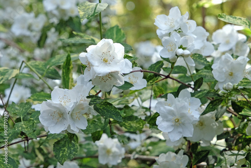 White Philadelphus 'Innocence’, mock orange, in flower.