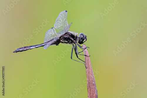 Black darter - Sympetrum danae - Zwarte heidelibel