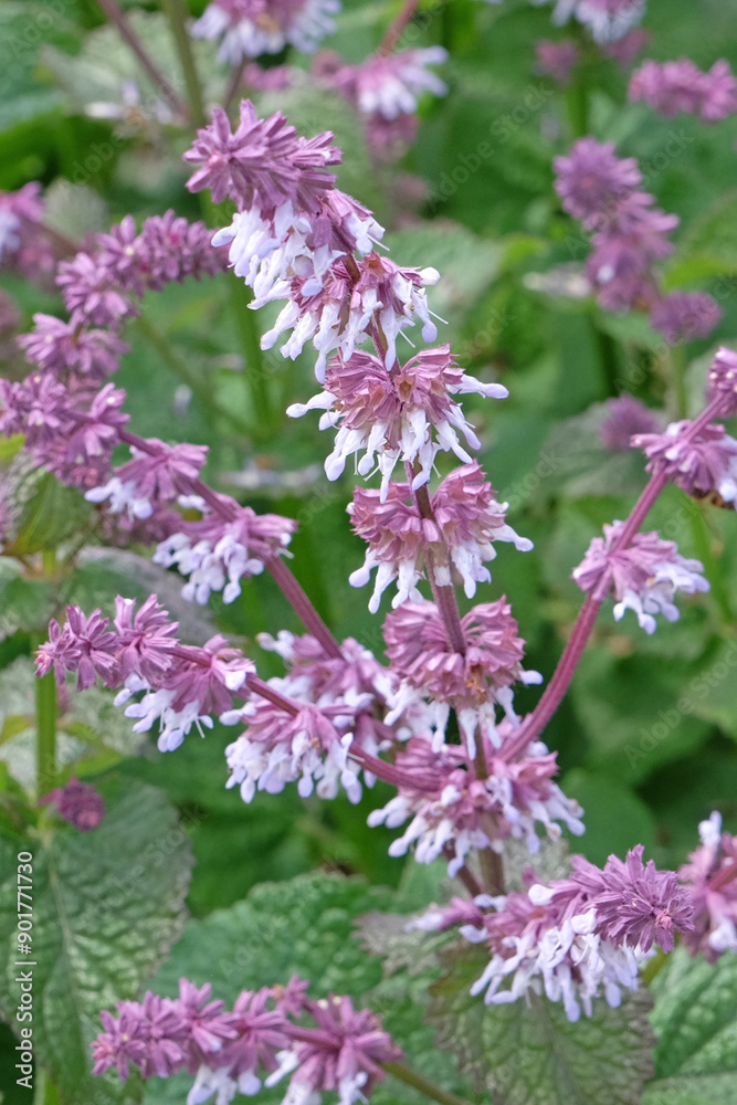 Obraz premium Purple and white Salvia Napifolia, Turkish Sage, ‘Baby Blue’ in flower.