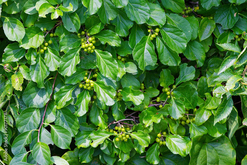Tableau sur toile Woody vine (Celastrus orbiculatus) Oriental bittersweet as well as Chinese , Asi