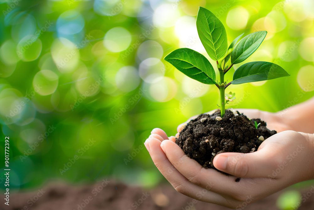A young sprout is delicately held in cupped hands, symbolizing the nurturing care for new growth and life. A young sprout is delicately held in cupped hands, symbolizing the nurturing care for new growth and life.