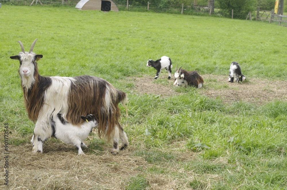 Fototapeta premium Chèvre des fossés et chevreaux