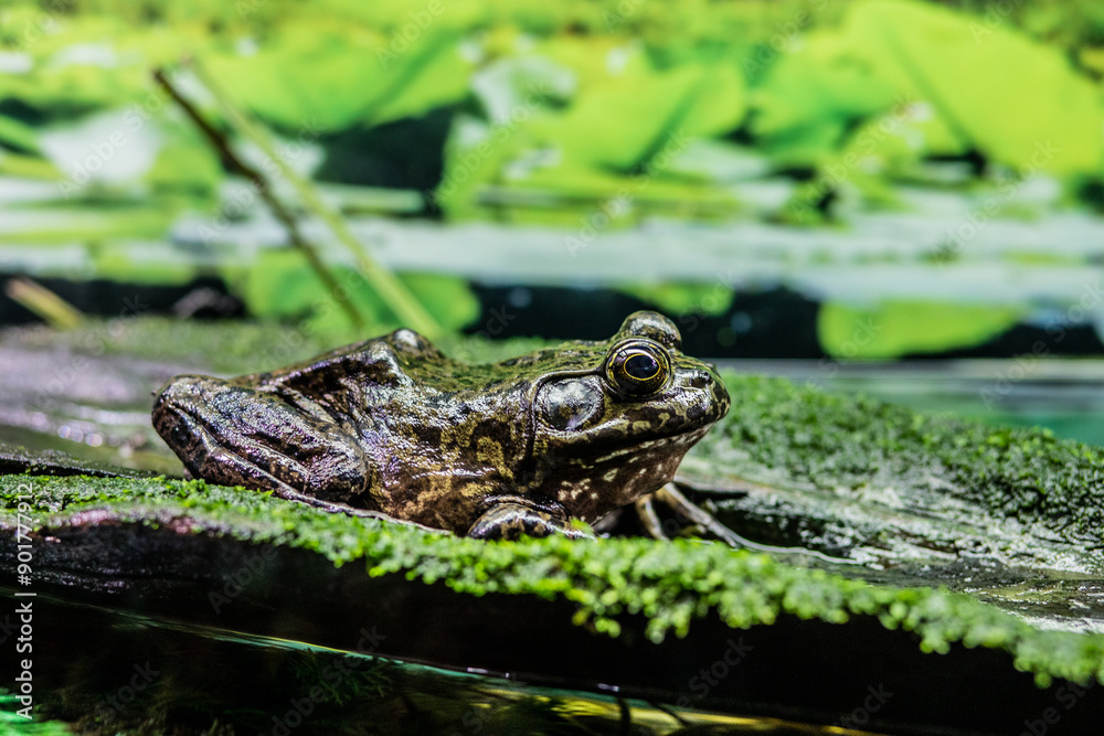 Naklejka premium American Bullfrog