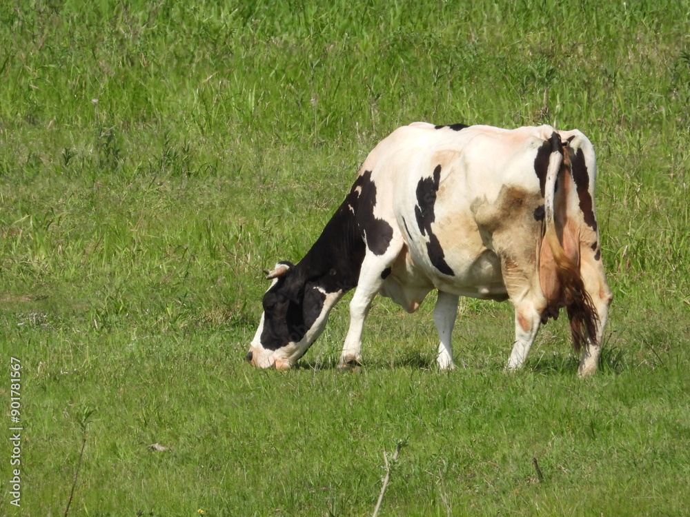 cows in a field cows in a field