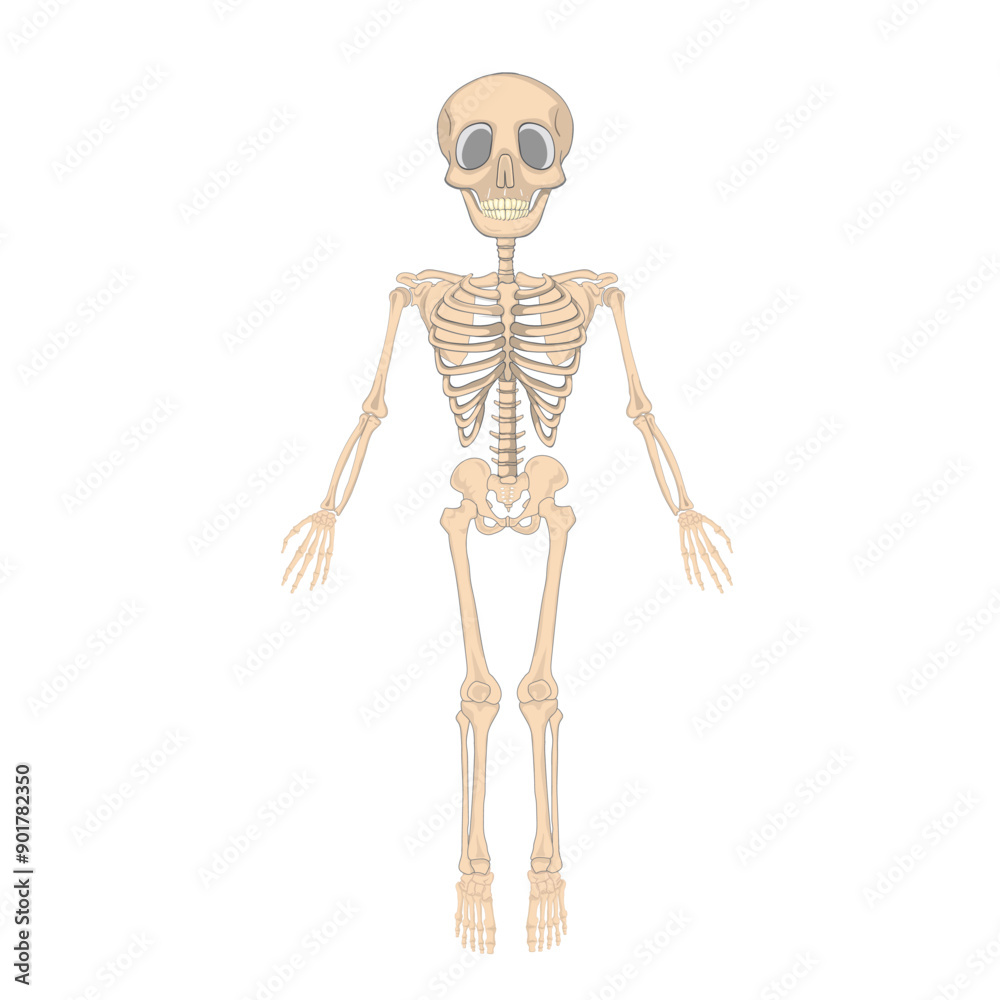 full skeleton human bones vector full skeleton human bones vector