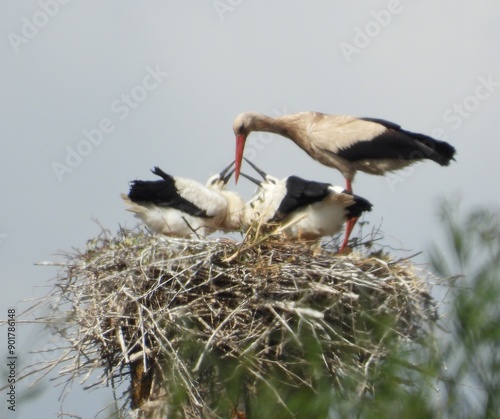 white stork in the nest