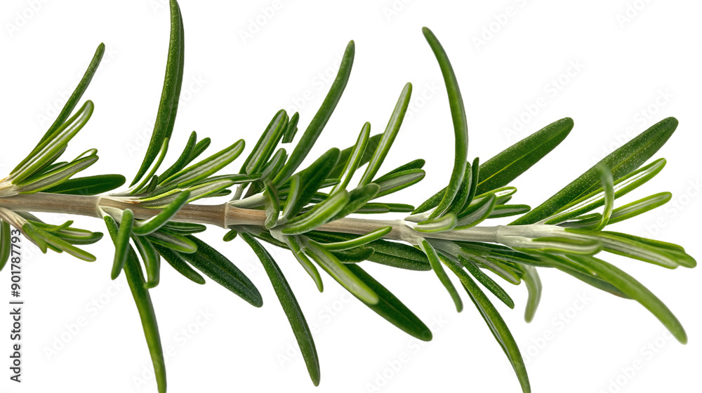 Fototapeta premium Fresh rosemary sprig showcasing vibrant green leaves and a healthy texture.