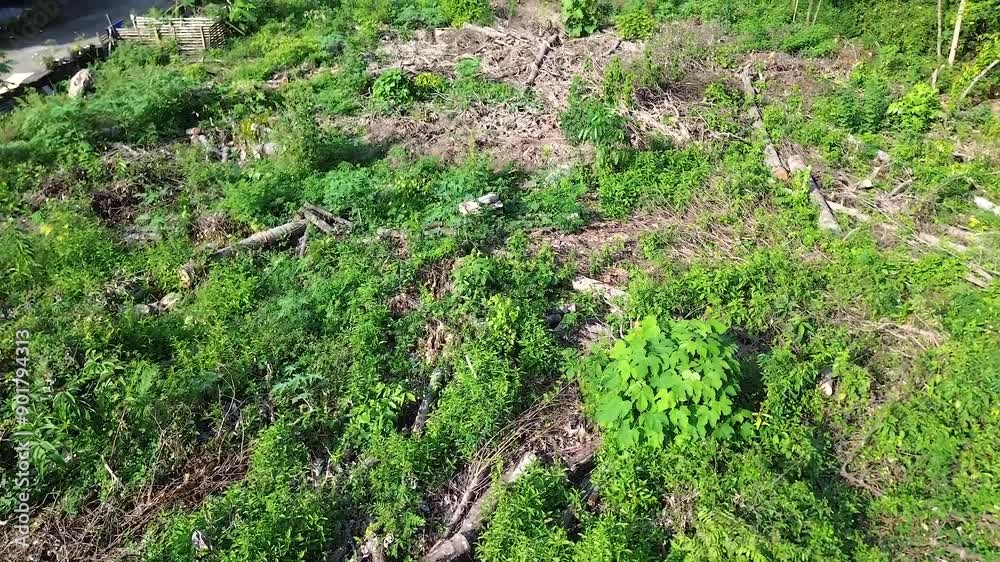 Forest after being cut down Forest after being cut down