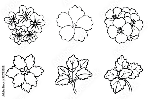 Geranium line art illustration Design Concepts