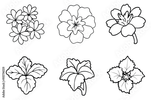 Geranium line art illustration Design Concepts
