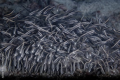 School of Striped Eel Catfish on a Tropical Coral Reef in the Philippines photo