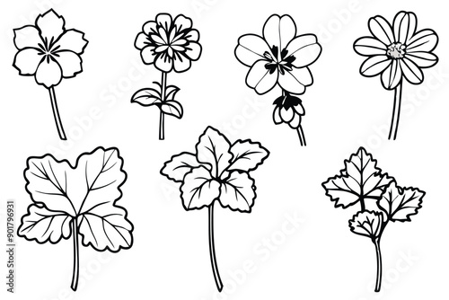 Geranium line art illustration Design Concepts