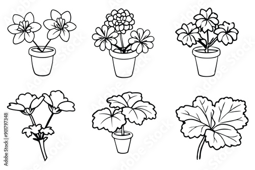 Geranium line art illustration Design Concepts