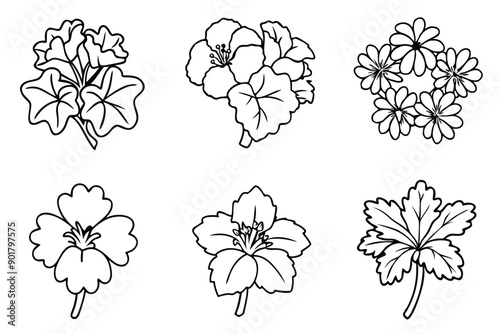 Geranium line art illustration Design Concepts