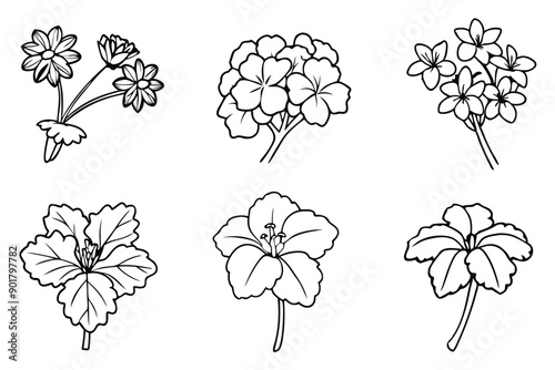 Geranium line art illustration Design Concepts