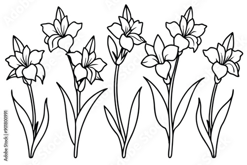 Gladiolus line art illustration Design Concepts