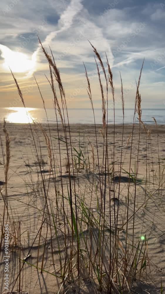 Sand dunes on the Baltic Sea coast. Marram grass - beach grass, grows on the sand and sways in the wind. Landscape with a view of the beach, dune and grass. Sand dunes on the Baltic Sea coast. Marram grass - beach grass, grows on the sand and sways in the wind. Landscape with a view of the beach, dune and grass.