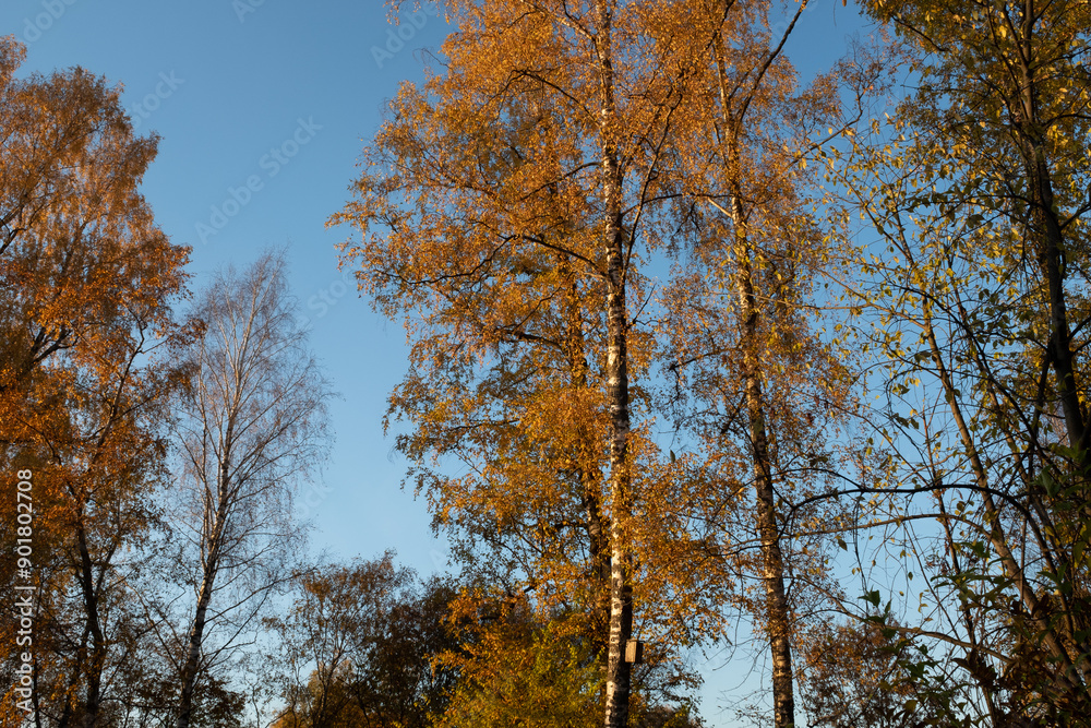 Autumn landscape with blue sky, bottom view. Background of autumn forest for publication, poster, screensaver, wallpaper, postcard, banner, cover, post. High quality photo Autumn landscape with blue sky, bottom view. Background of autumn forest for publication, poster, screensaver, wallpaper, postcard, banner, cover, post. High quality photo
