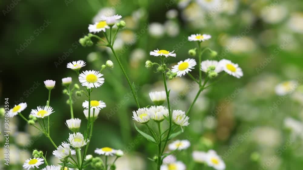 Stunning and Beautiful Wildflowers in Full Bloom, Showcasing Natures Vibrant Colors Stunning and Beautiful Wildflowers in Full Bloom, Showcasing Natures Vibrant Colors