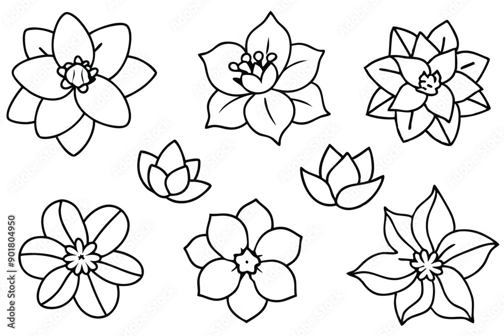 Hellebore line art illustration Design Concepts Hellebore line art illustration Design Concepts